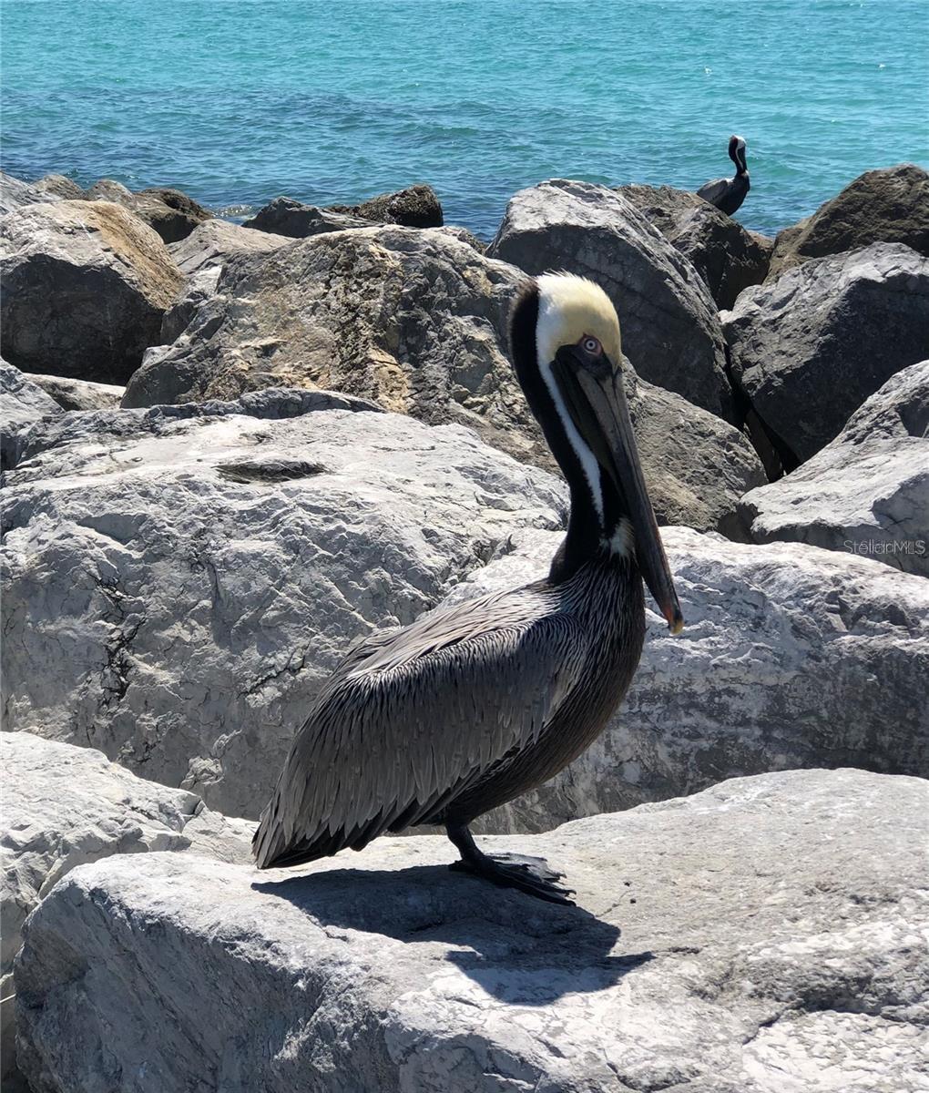 Image 65 of 68 For 10797 Tarflower Drive 202