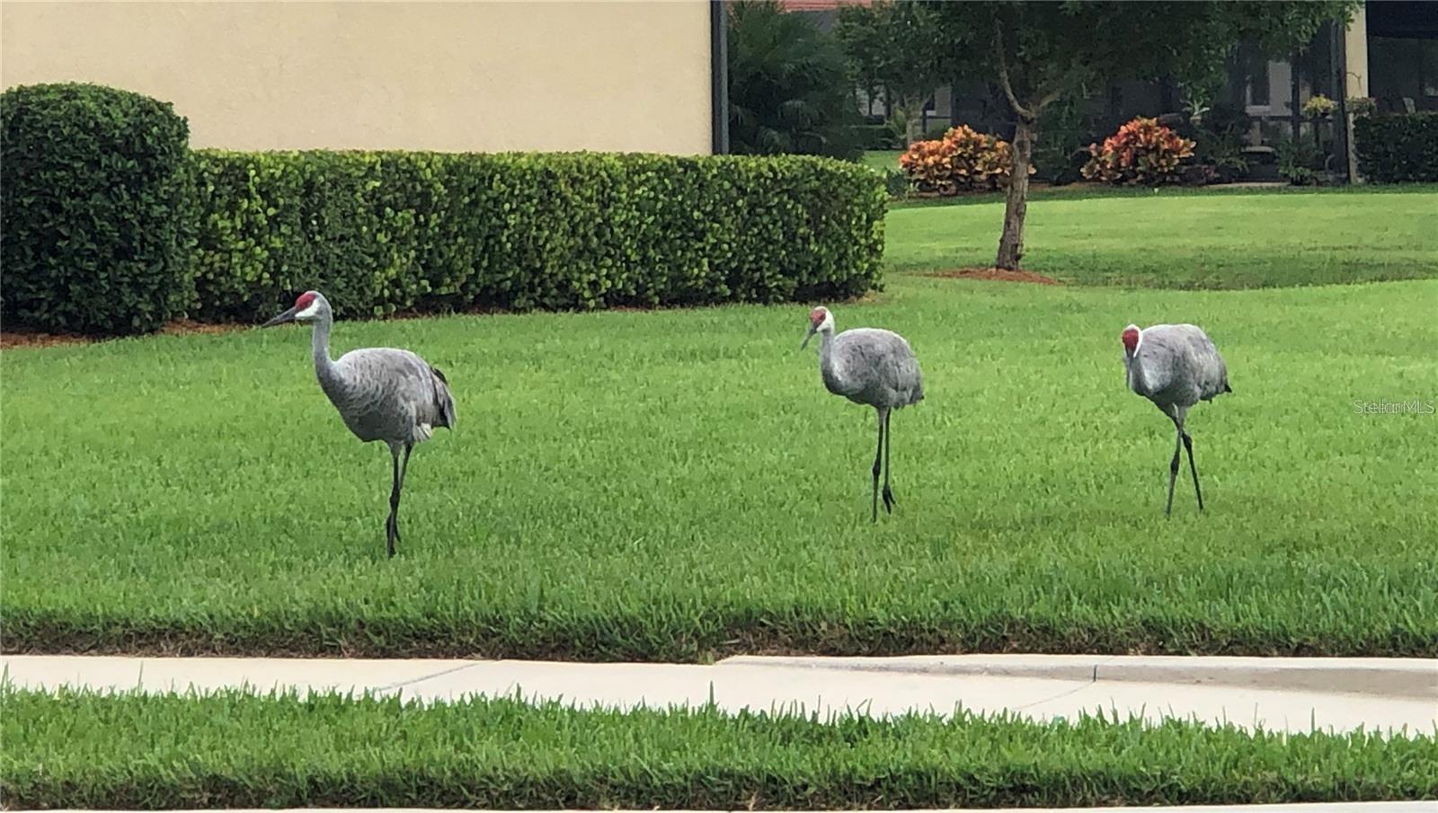 Image 66 of 68 For 10797 Tarflower Drive 202