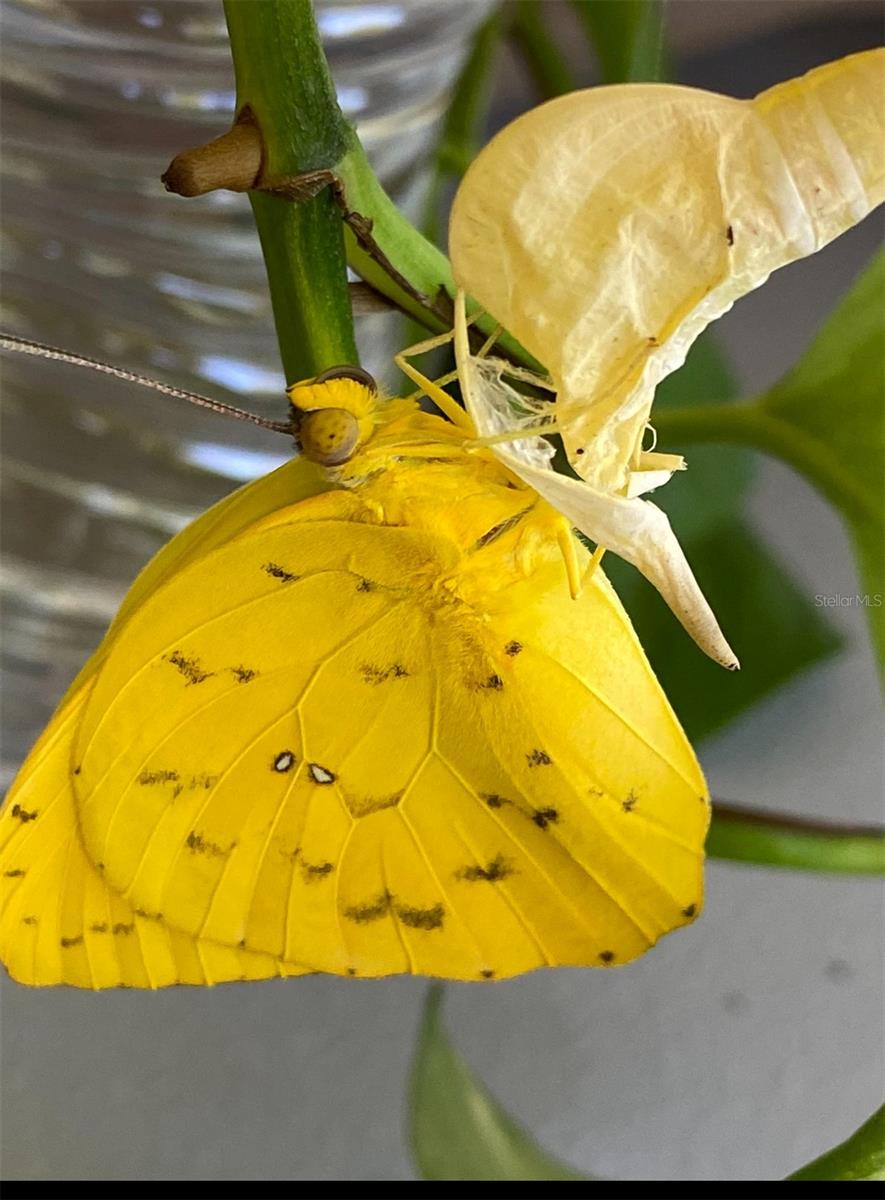 Image 56 of 77 For 11570 Blackfin Street