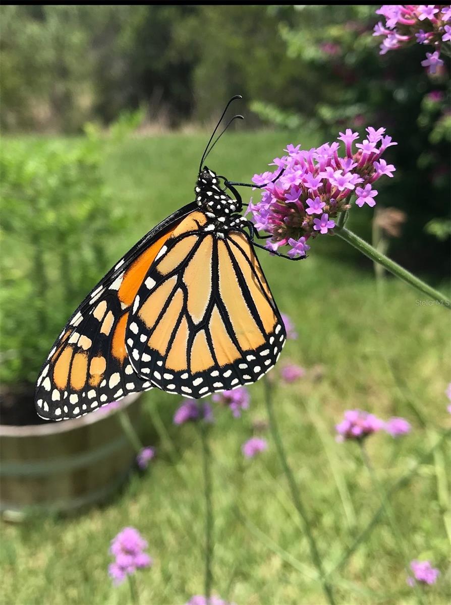 Image 57 of 77 For 11570 Blackfin Street