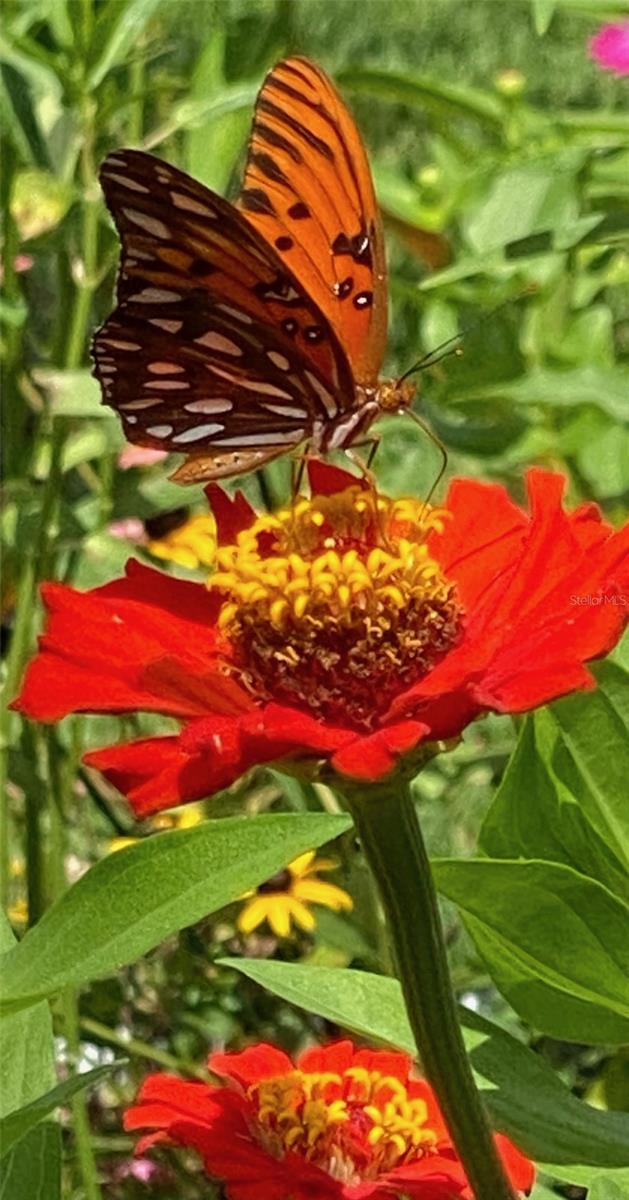 Image 58 of 77 For 11570 Blackfin Street