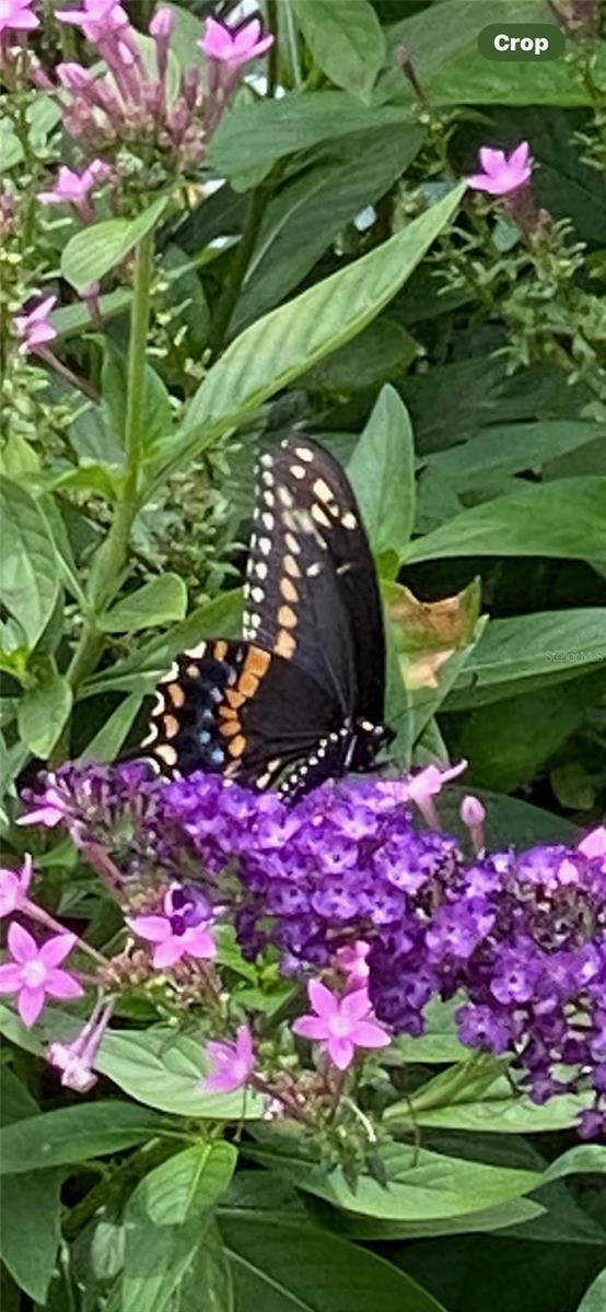 Image 59 of 77 For 11570 Blackfin Street