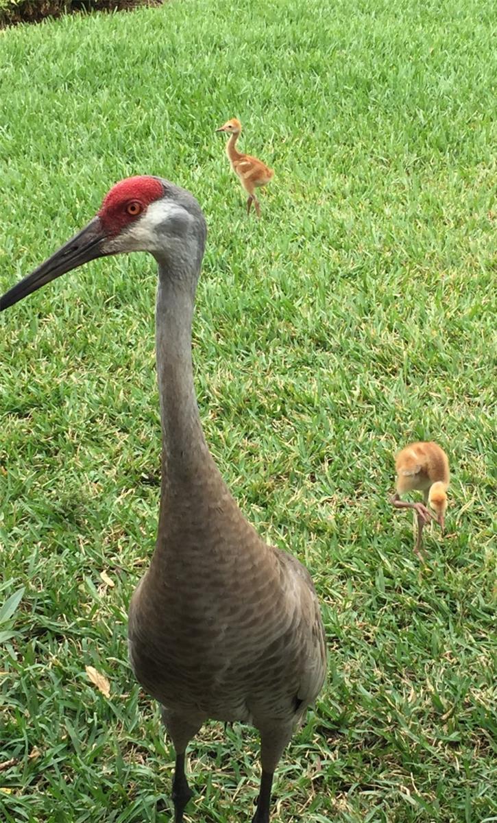 Image 60 of 77 For 11570 Blackfin Street