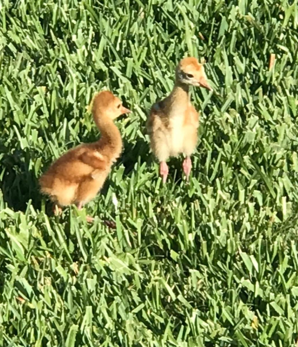 Image 61 of 77 For 11570 Blackfin Street