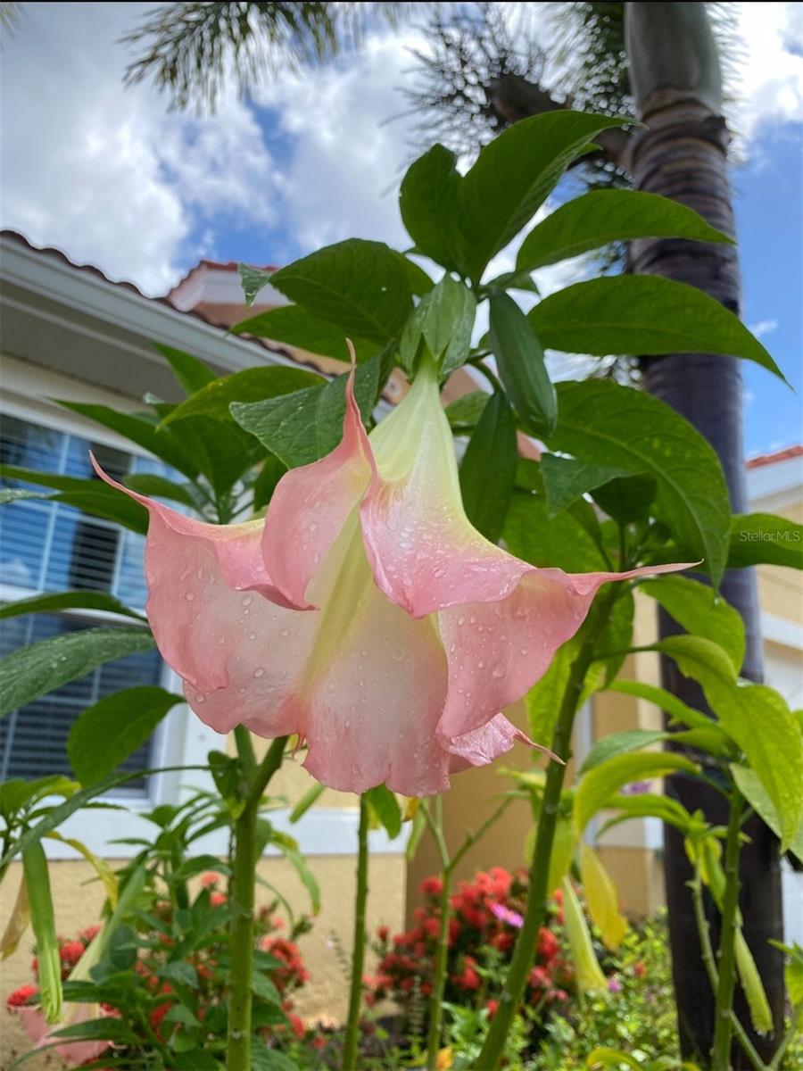 Image 62 of 77 For 11570 Blackfin Street