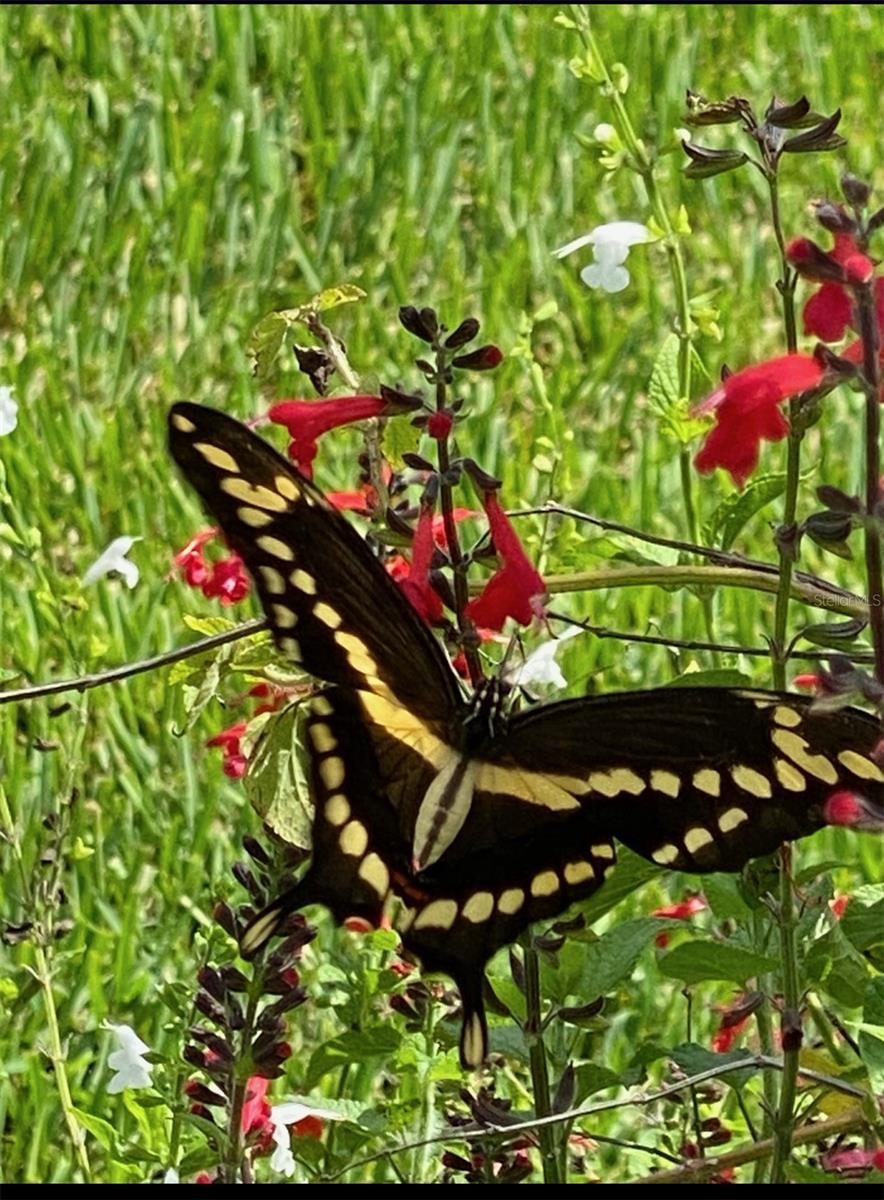 Image 63 of 77 For 11570 Blackfin Street