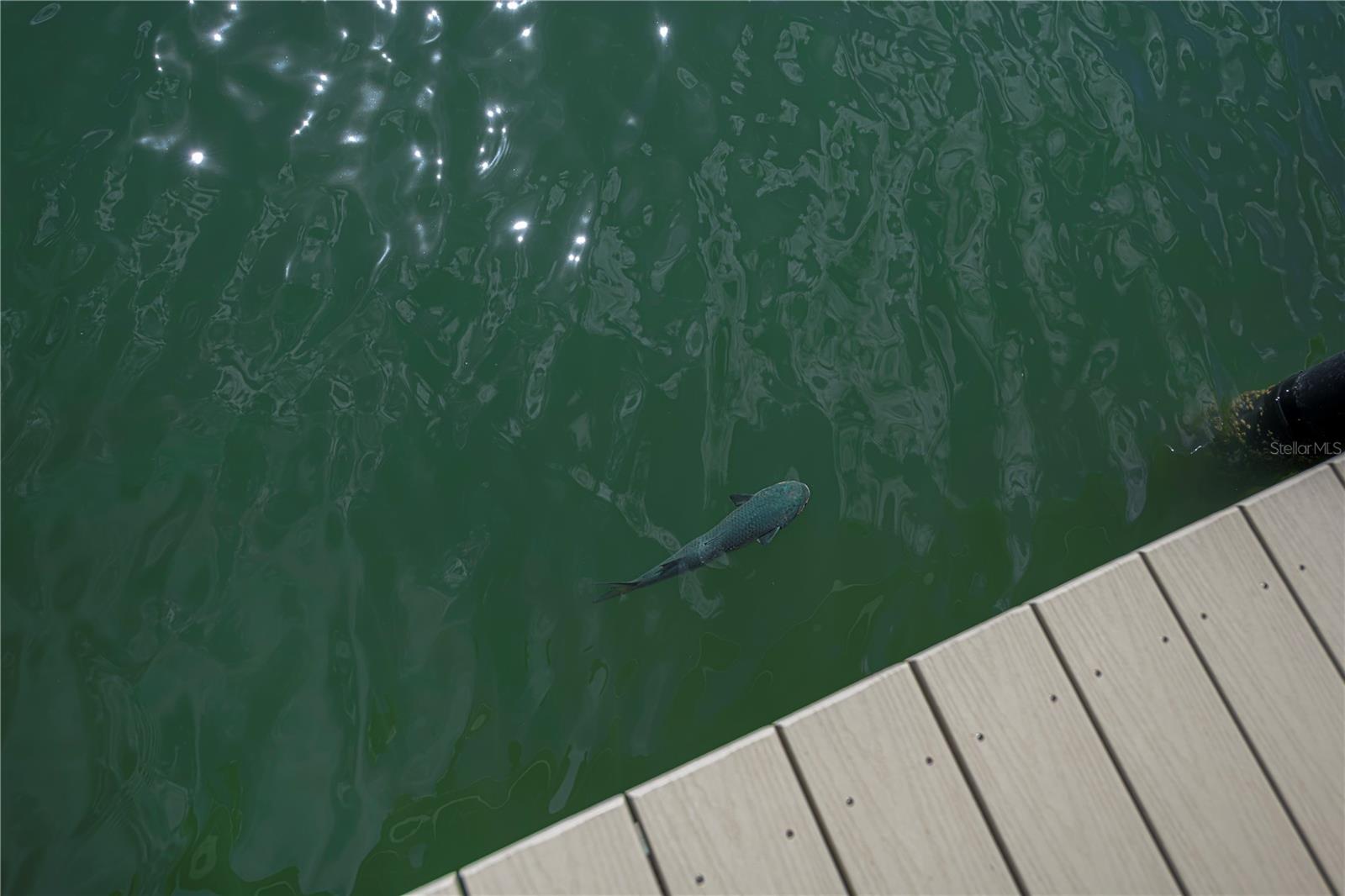 Image 54 of 65 For 907 Gibbs Road 6