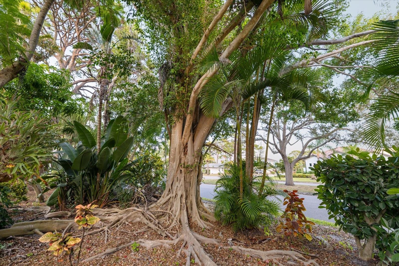 Image 45 of 47 For 601 Menendez Street