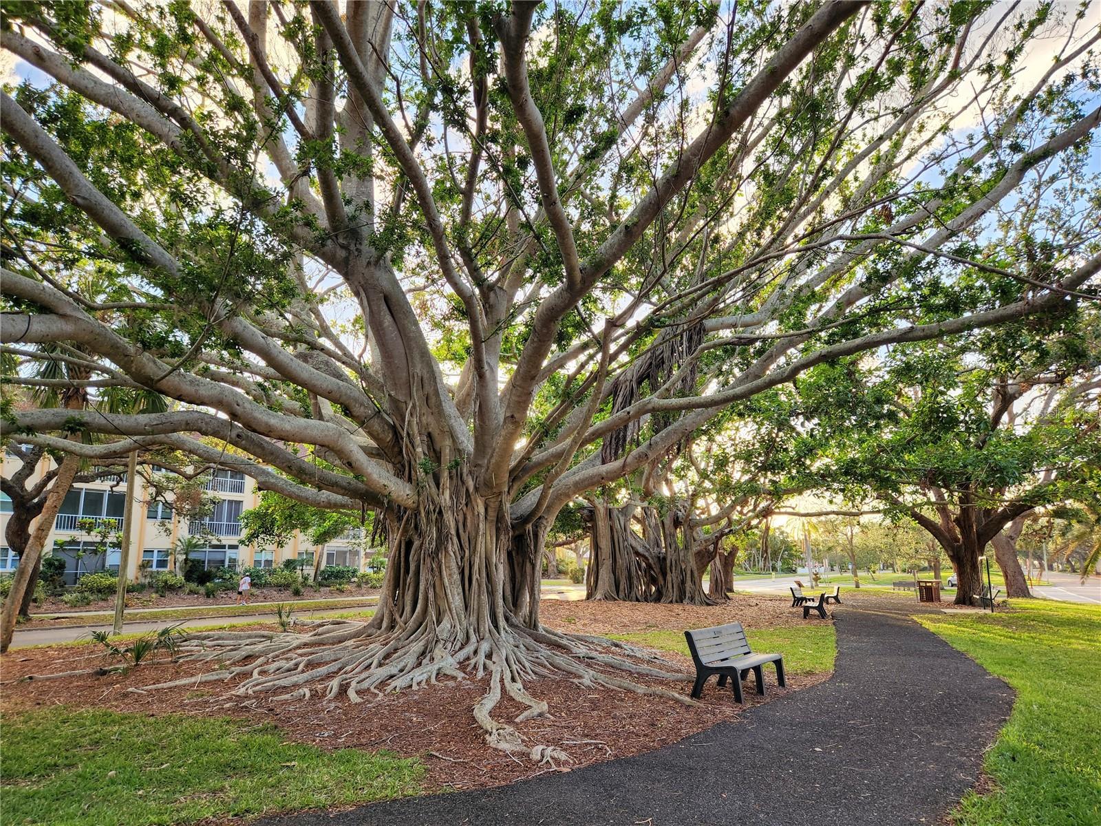 Image 54 of 70 For 286 Shamrock Drive