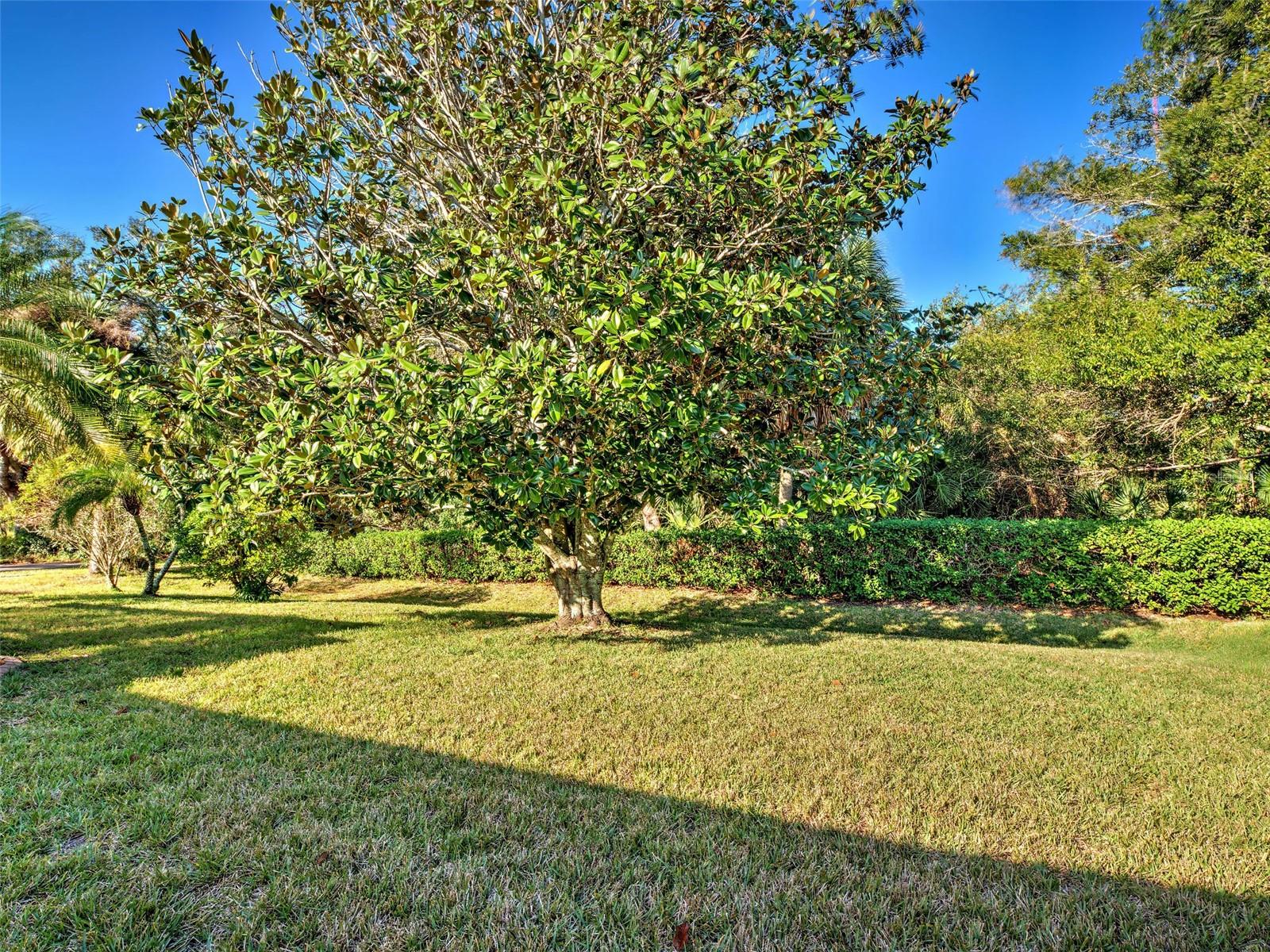 Image 44 of 44 For 181 King Palm Court