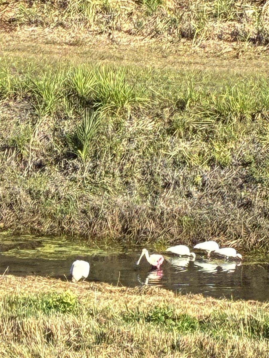 Image 22 of 23 For 213 Venice Palms Boulevard