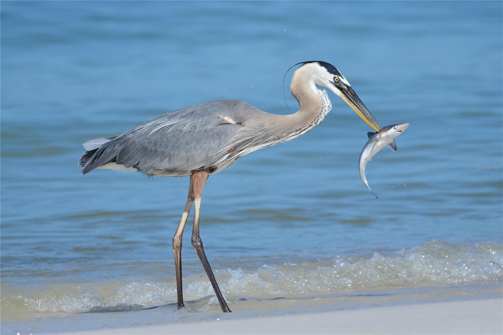 Image 52 of 64 For 1848 Lancashire Drive