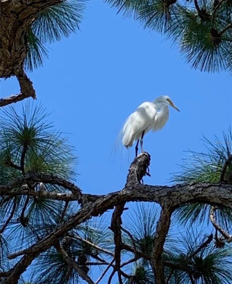 Image 40 of 43 For 4925 Pepperwood Place