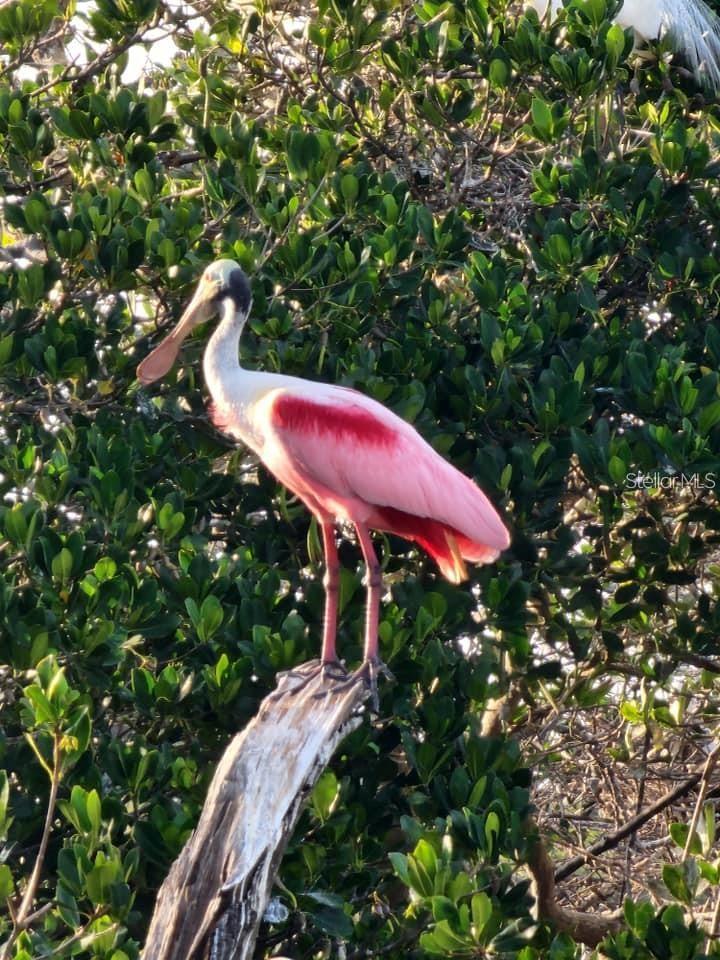 Image 66 of 79 For 1627 Del Monte Court