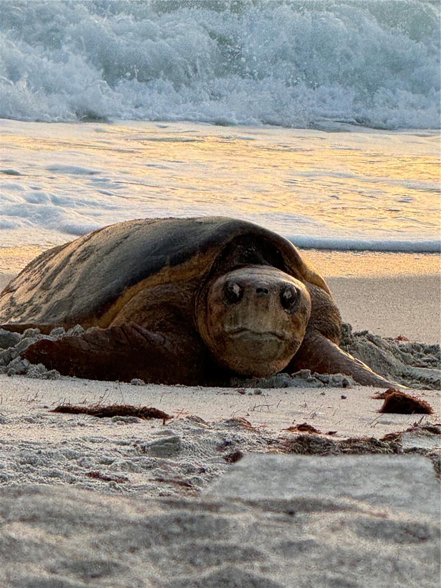 Image 73 of 79 For 1627 Del Monte Court