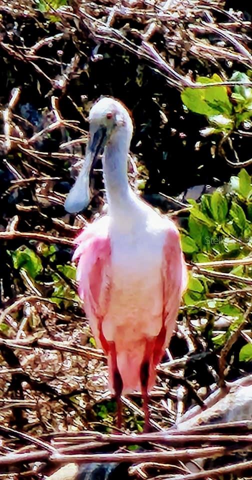 Image 81 of 88 For 2542 Cortenova Court