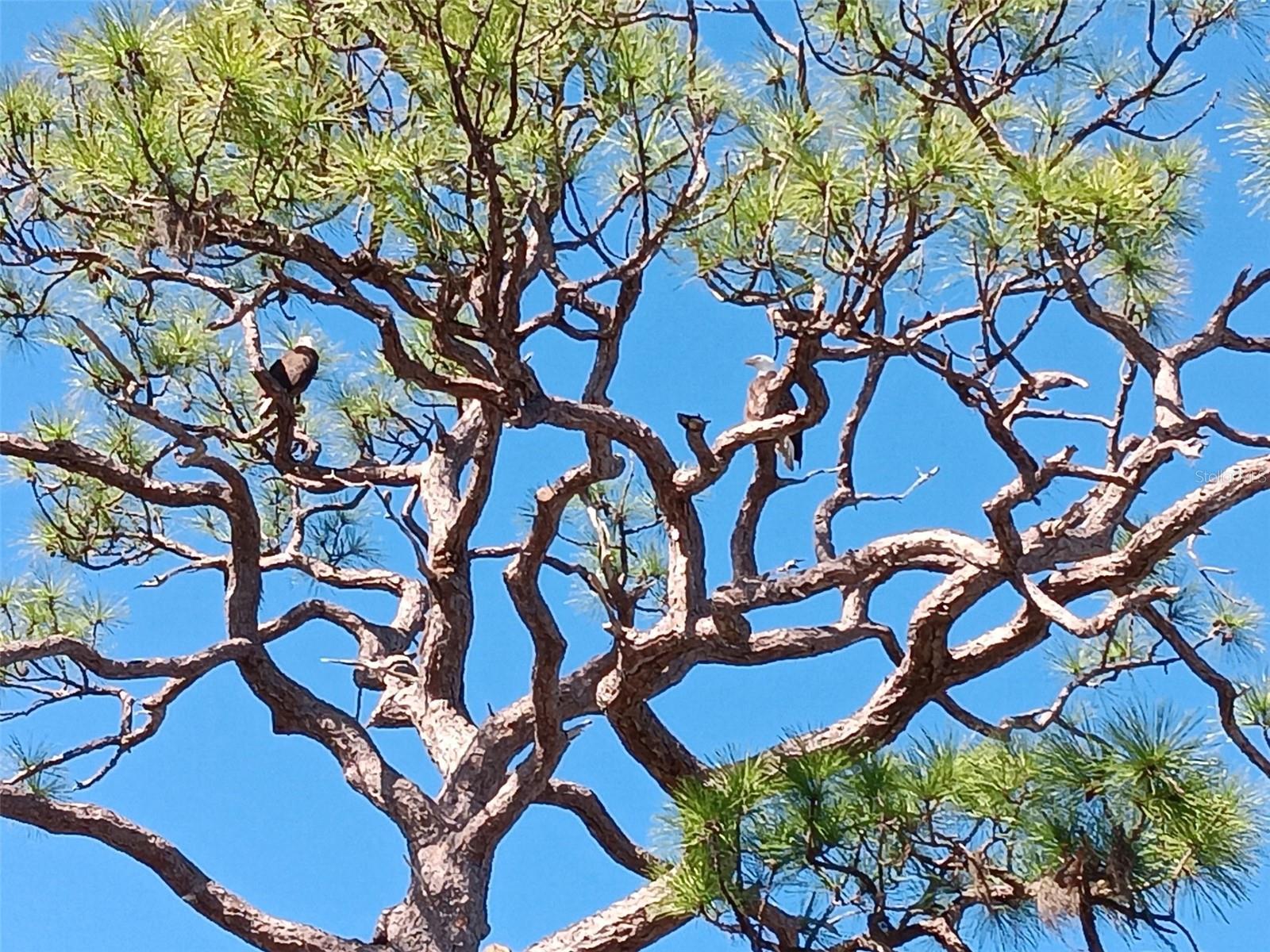 Image 72 of 74 For 4260 Placida Road 24b