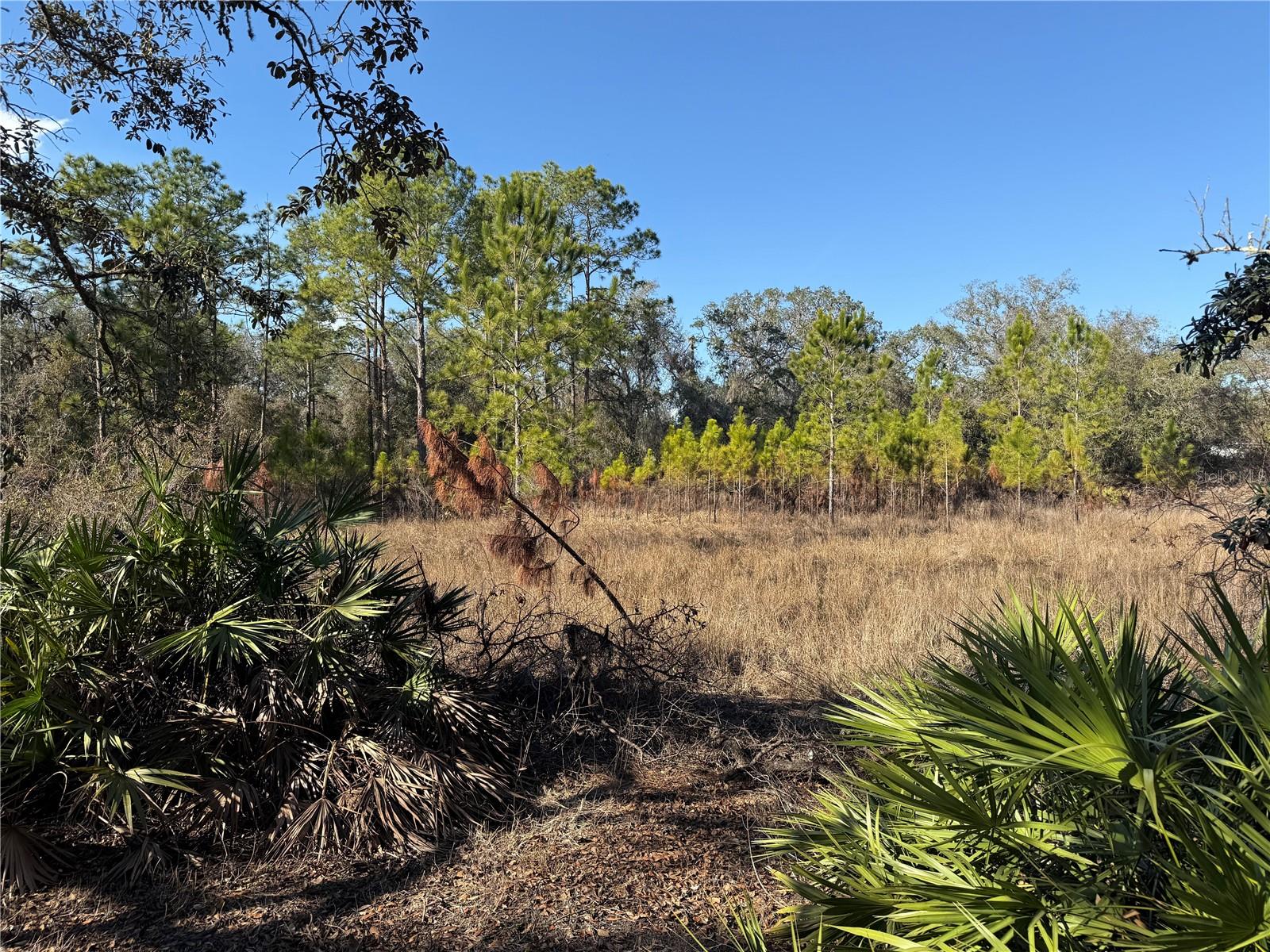 Details for Tbd Tworut Road, DADE CITY, FL 33523