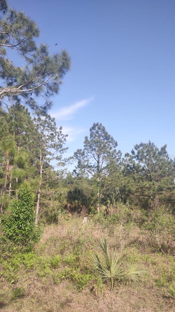 Image 14 of 14 For 43718 Cooter Pond Road