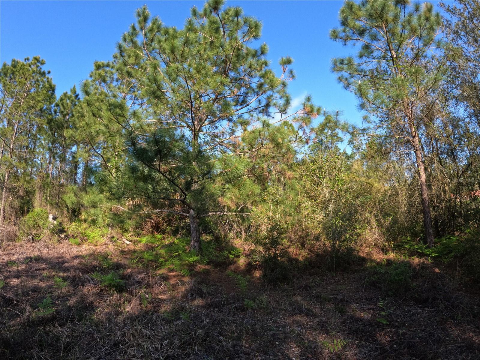 Image 7 of 14 For 43718 Cooter Pond Road
