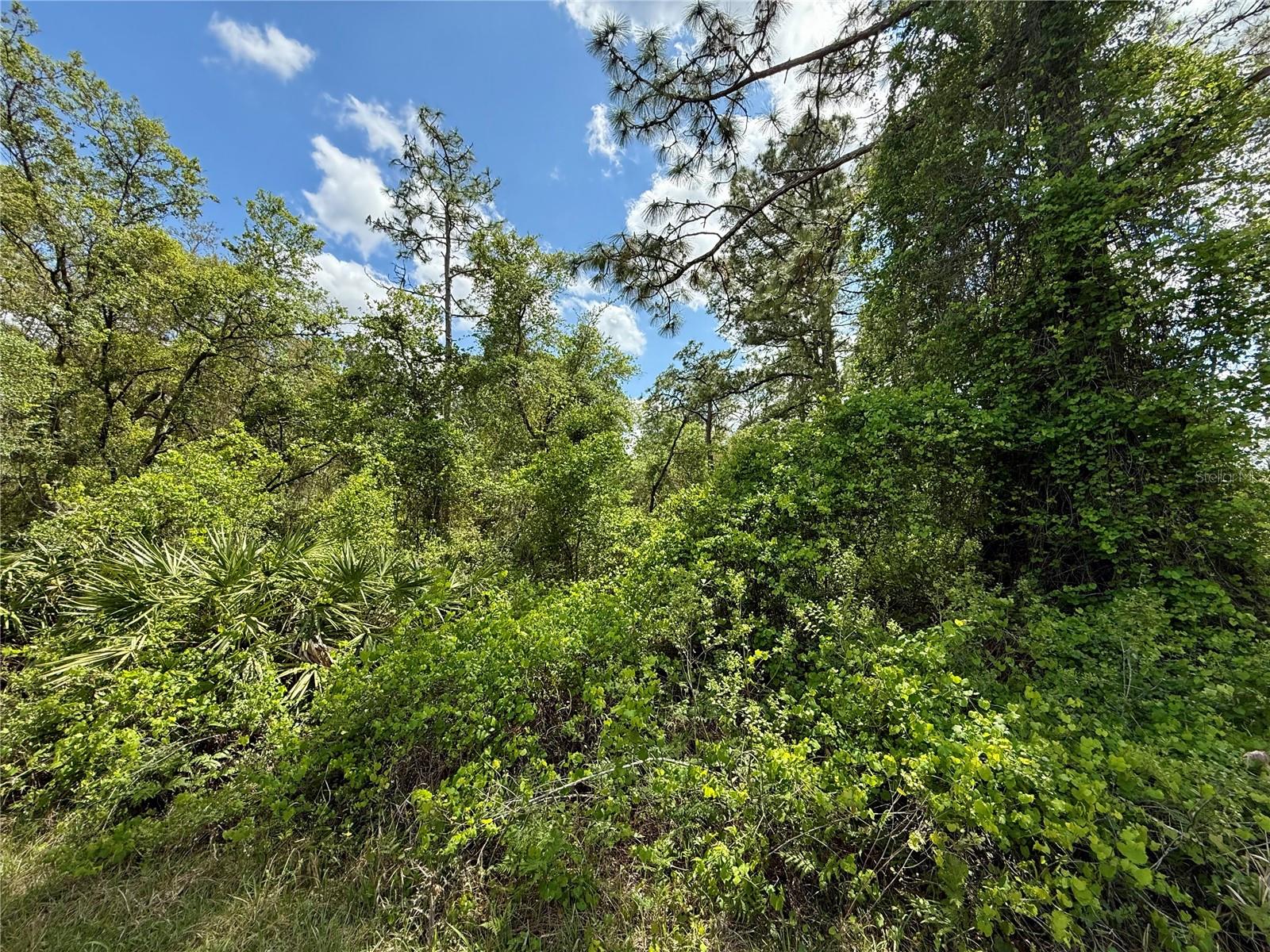 Image 6 of 22 For Lot 2 Quince Avenue