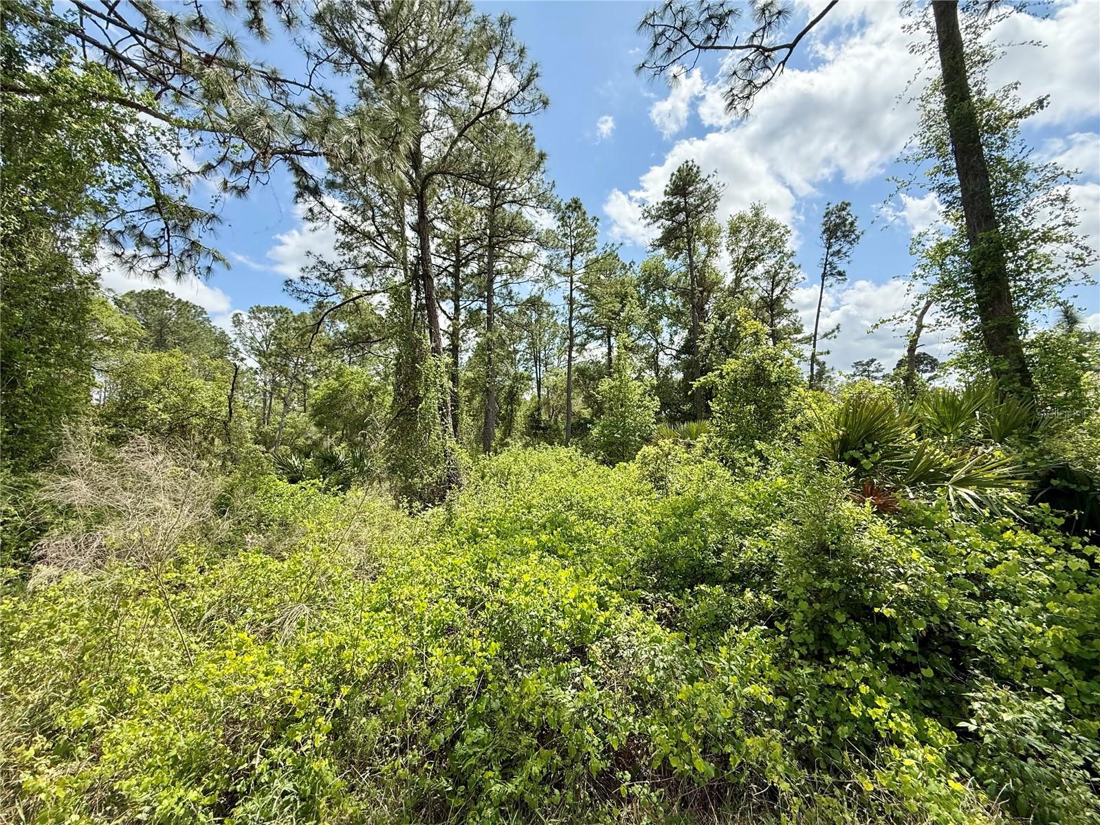 Image 9 of 22 For Lot 2 Quince Avenue