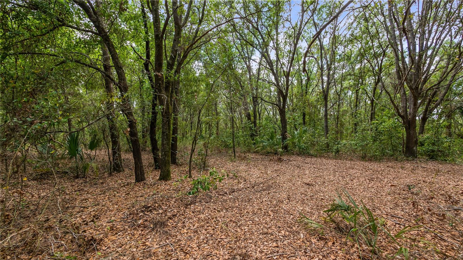 Image 8 of 20 For County Road 455