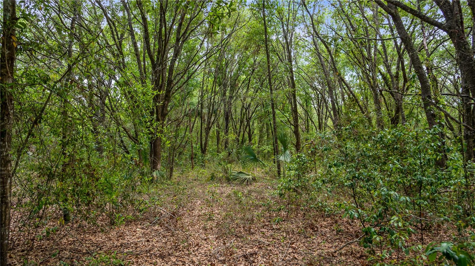 Image 9 of 20 For County Road 455