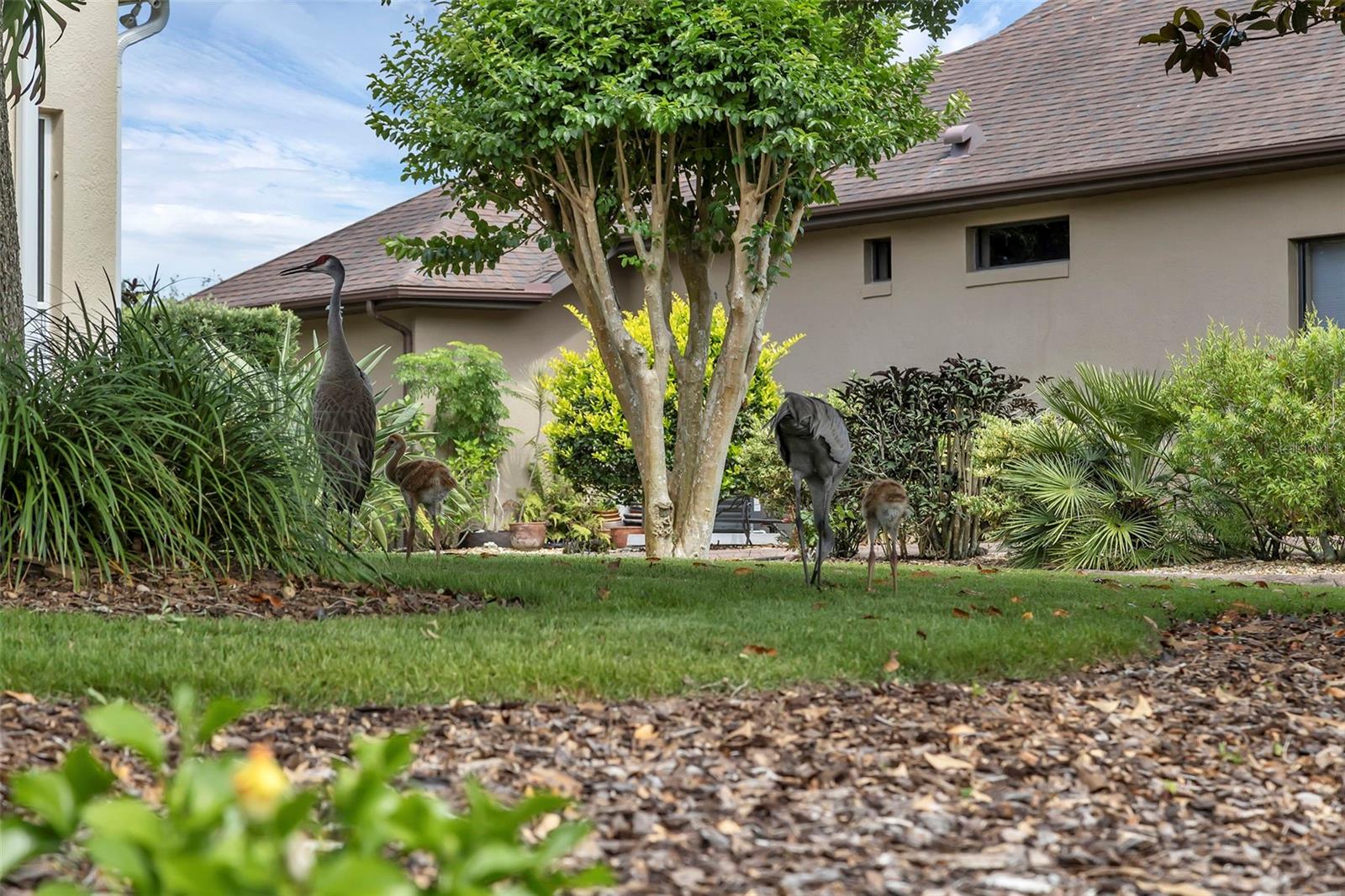 Image 37 of 60 For 8167 Bridgeport Bay Circle