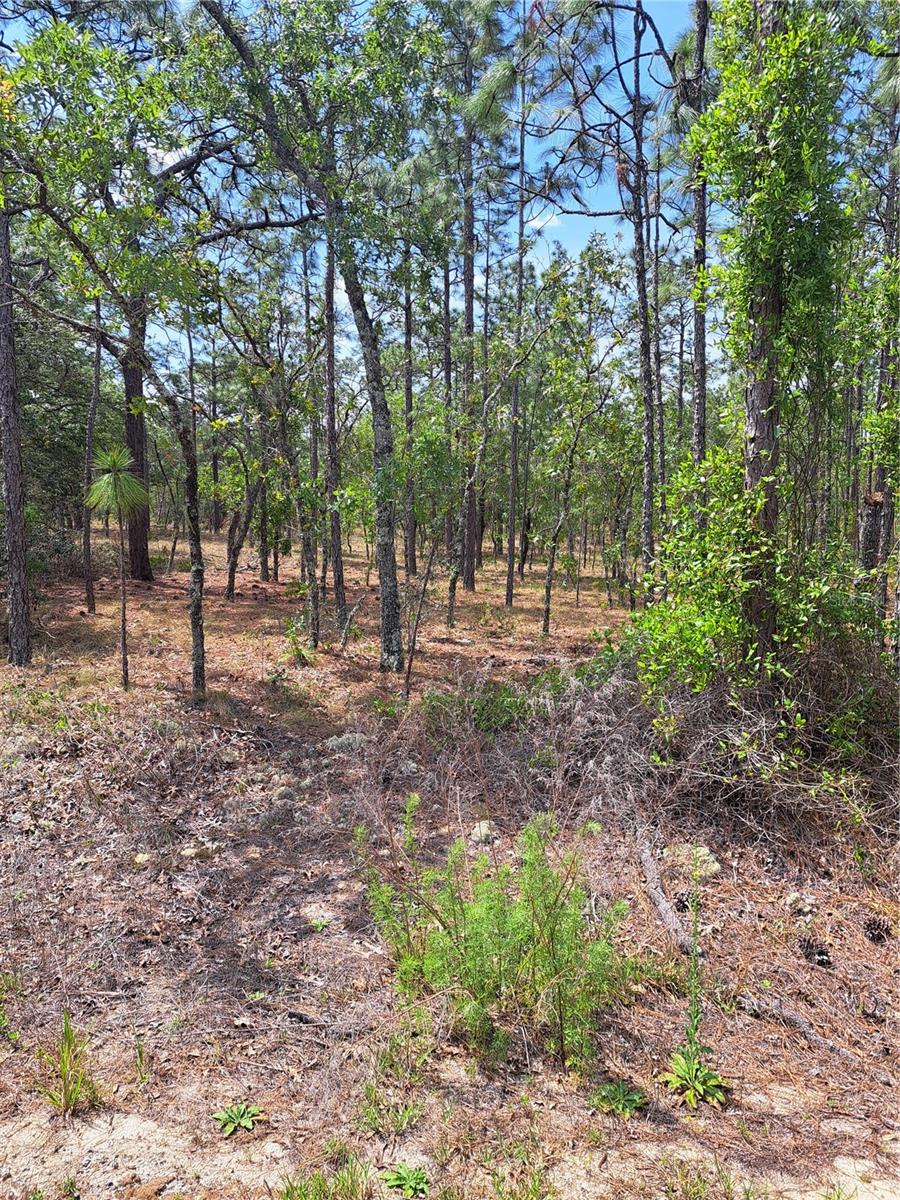 Details for Hemlock Avenue Nw, DUNNELLON, FL 34431