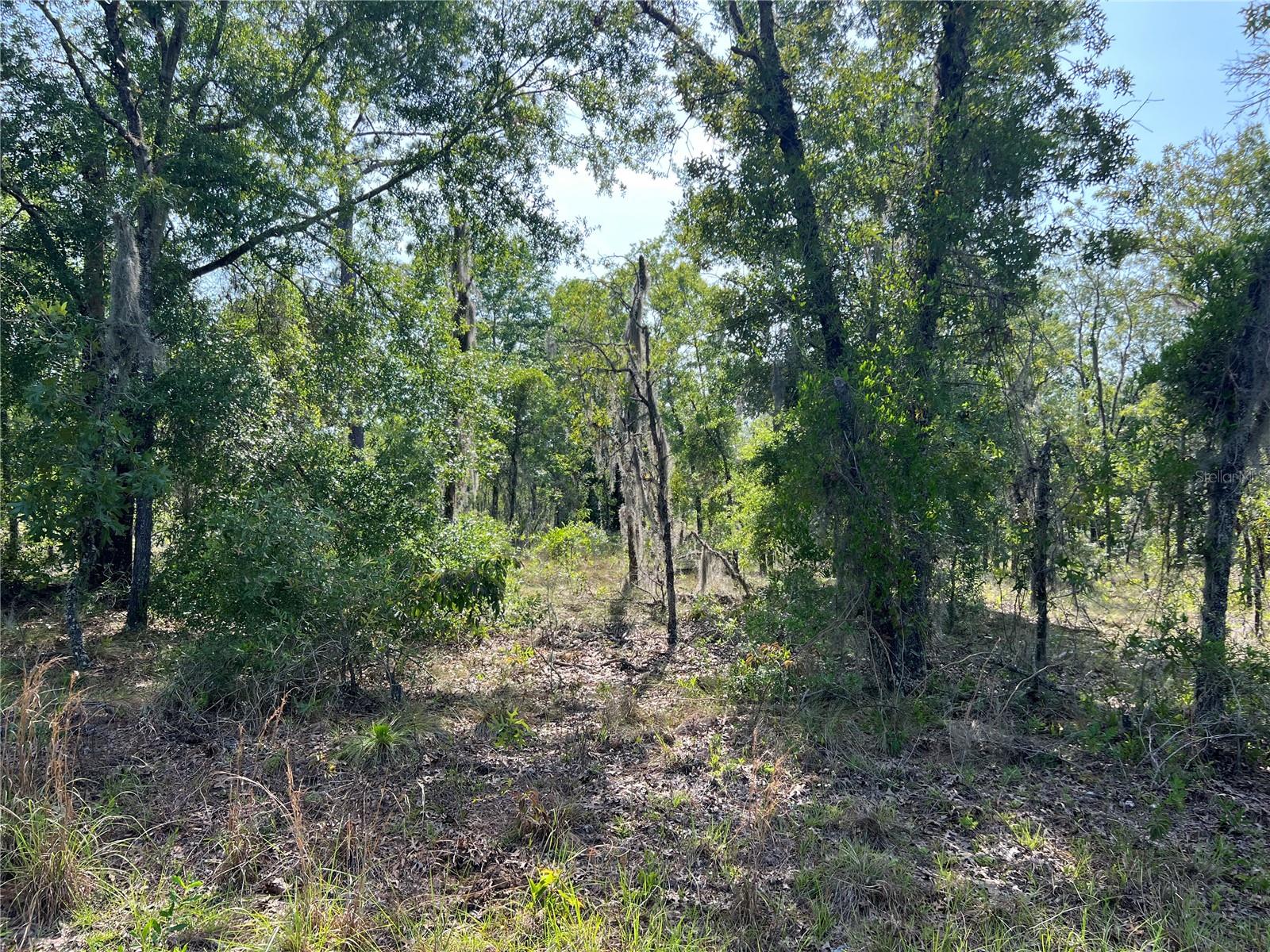 Details for  152nd Ct  , WILLISTON, FL 32696