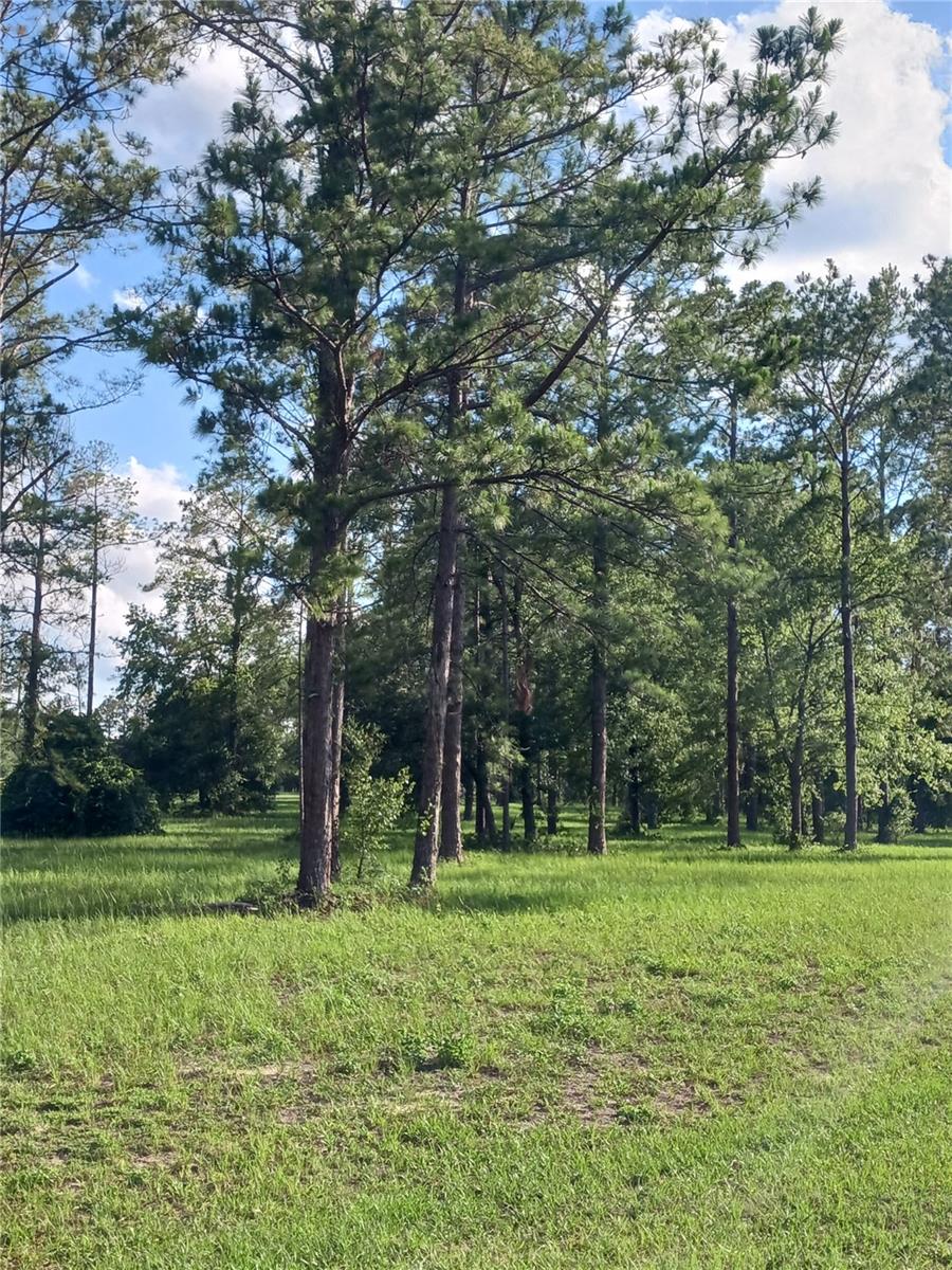Image 5 of 5 For 35135 Pinegate Trail