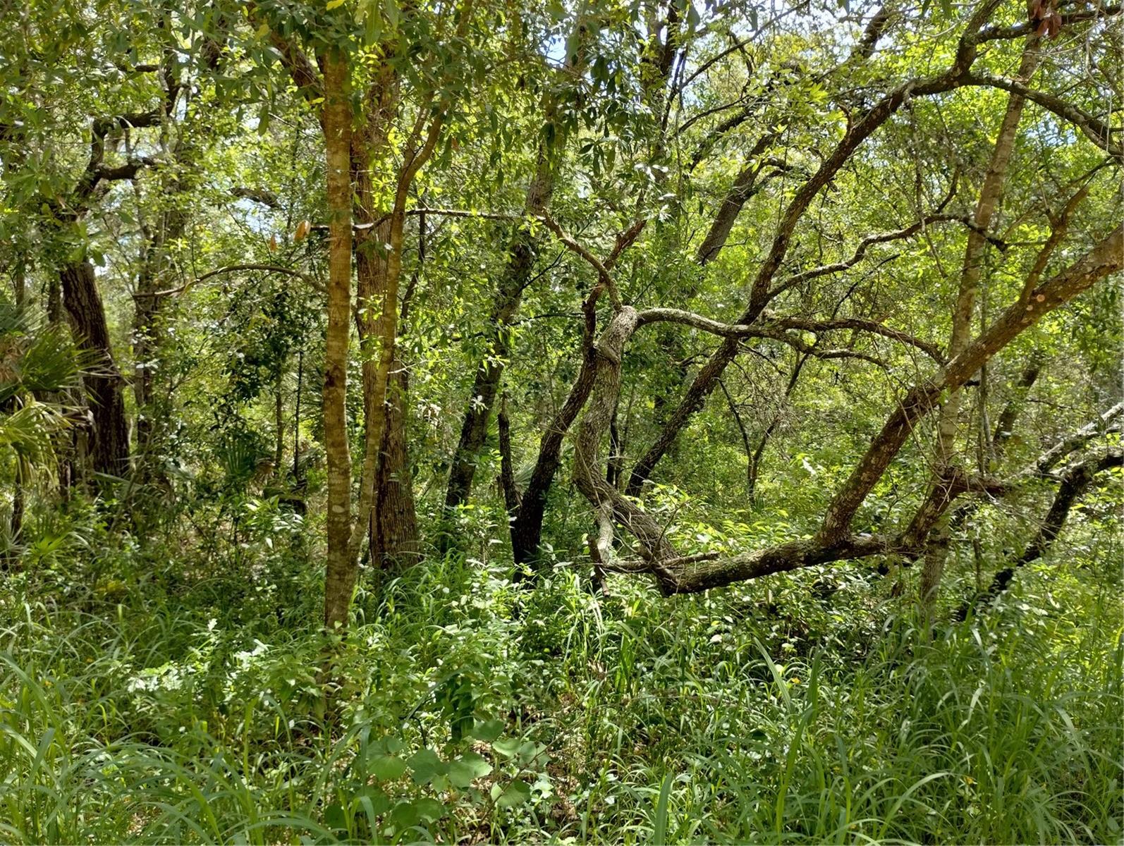 Image 3 of 9 For  Dogwood Way 