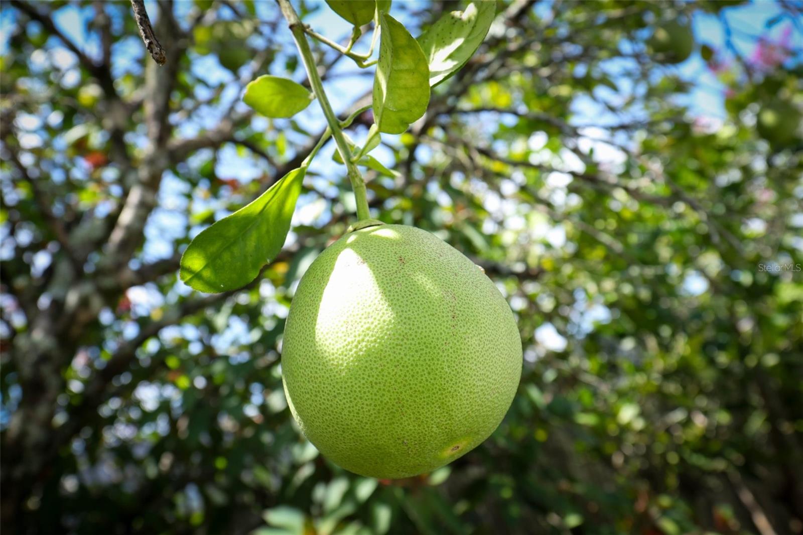 Image 55 of 57 For 1675 Thornhill Circle