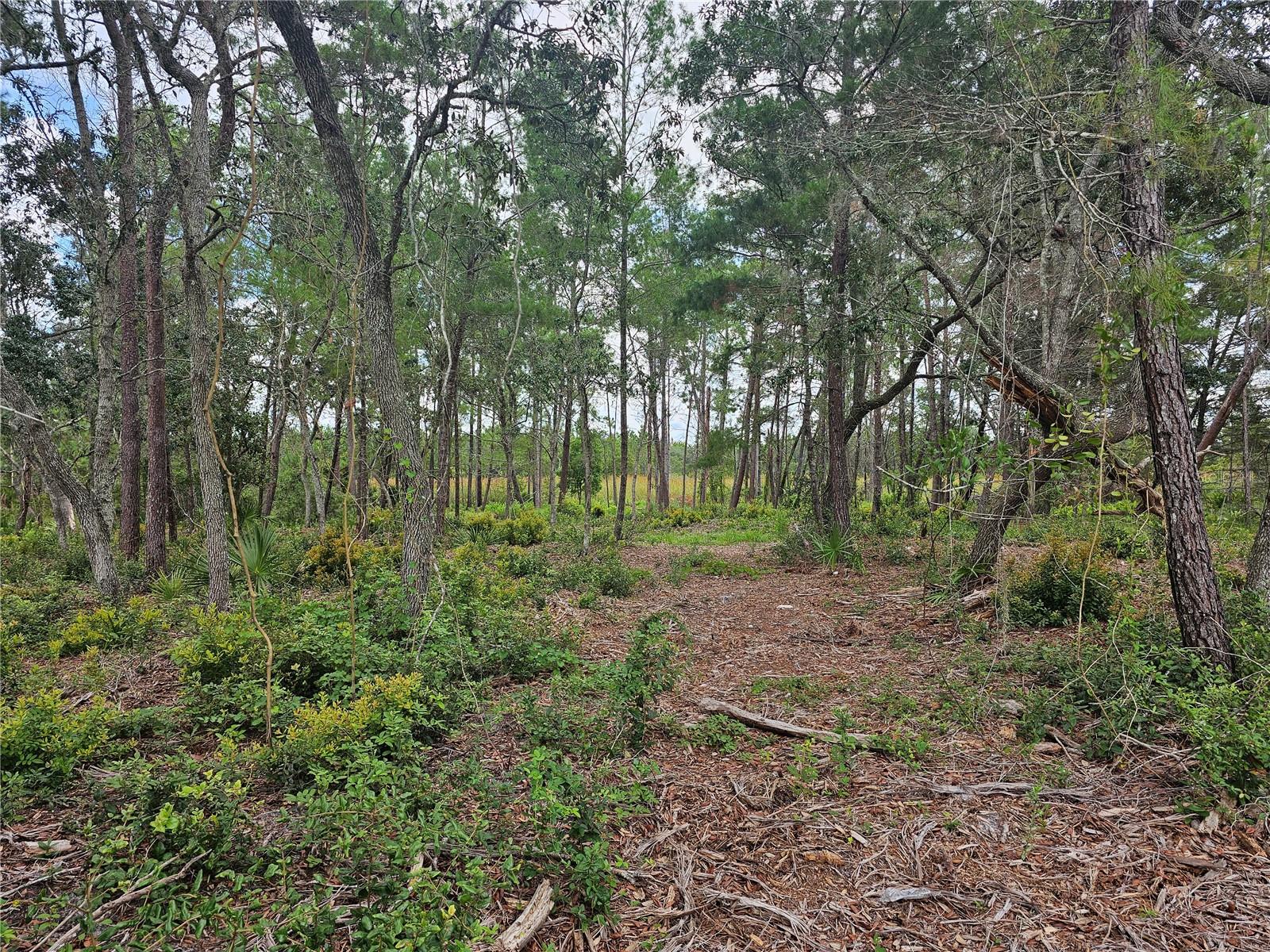 Image 5 of 10 For 39600 Royal Trails Road