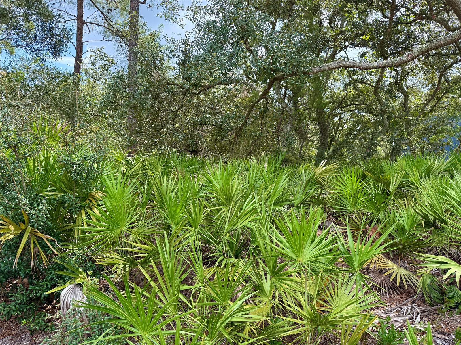 Image 11 of 24 For Lot 20 Balsam Street