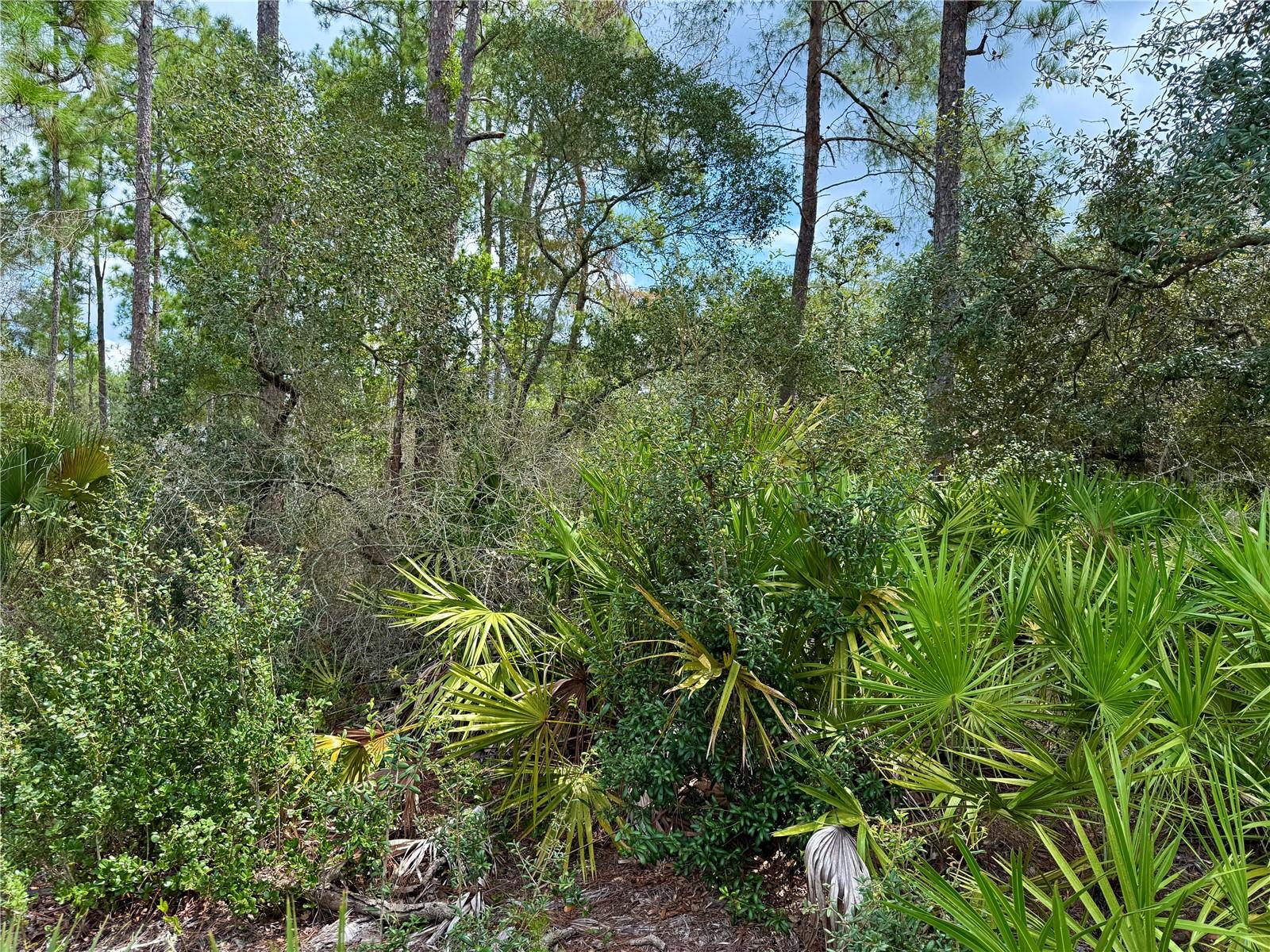Image 12 of 24 For Lot 20 Balsam Street