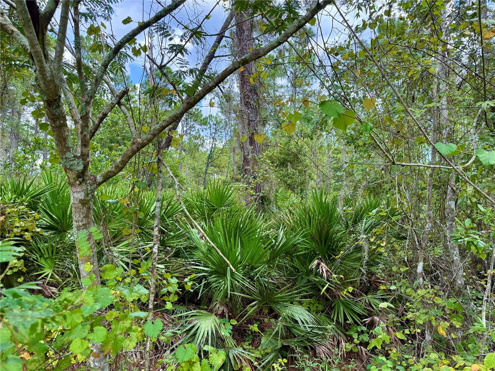 Image 14 of 29 For Lot 3 Tamarac Street