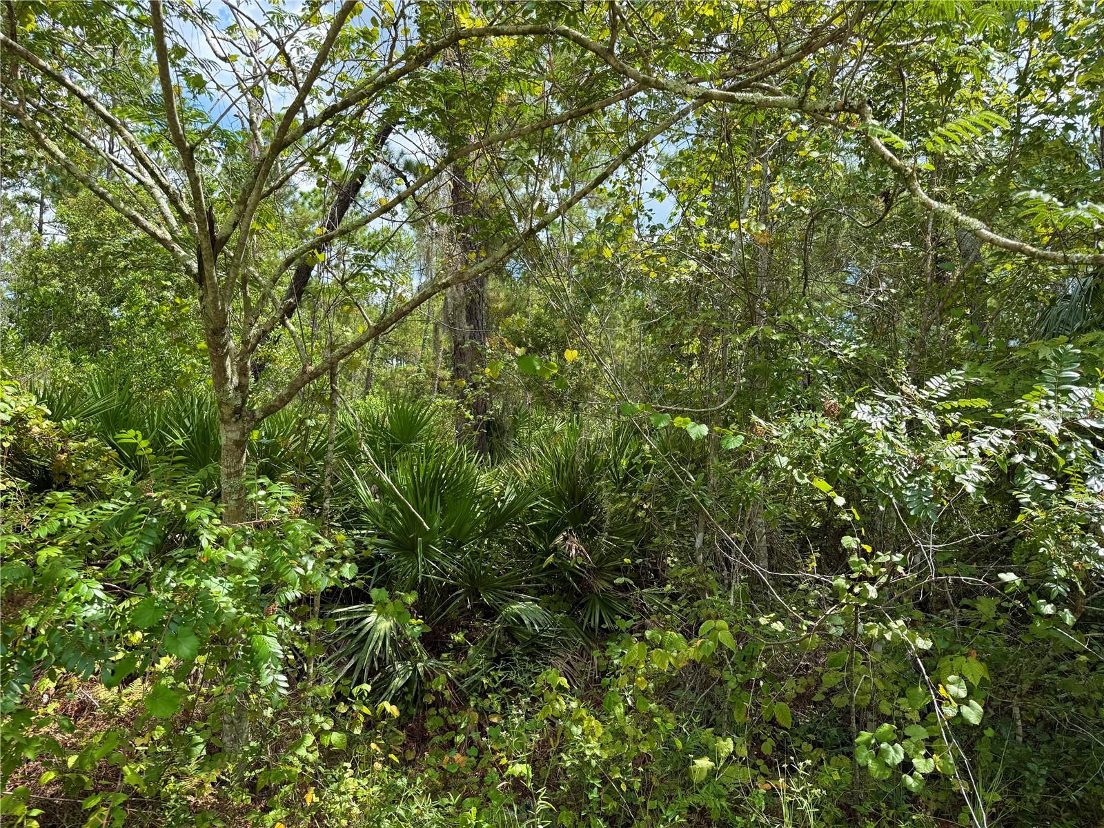 Image 16 of 29 For Lot 3 Tamarac Street