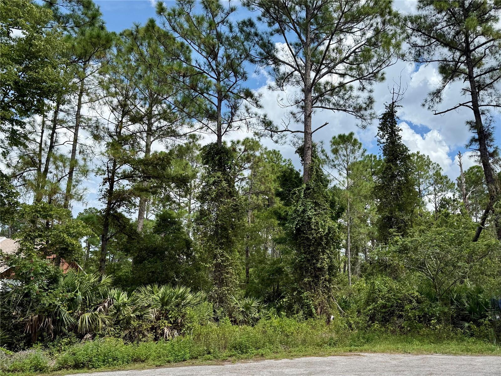 Image 4 of 29 For Lot 3 Tamarac Street