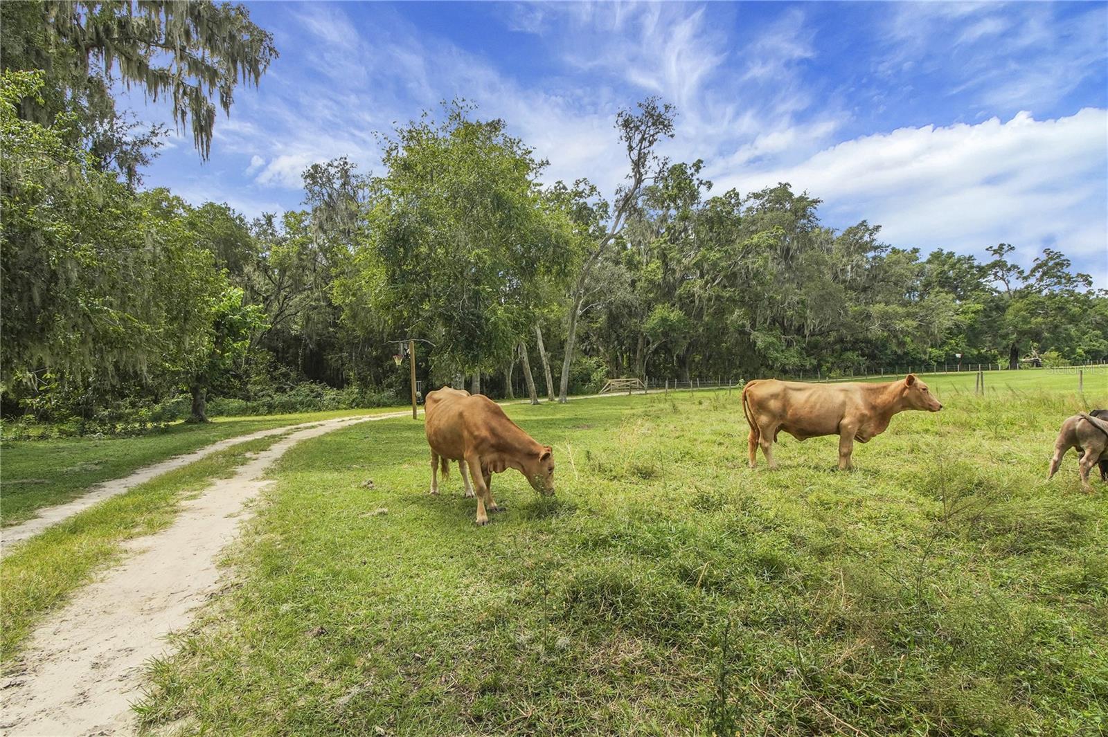 Image 6 of 75 For 10757 County Road 223