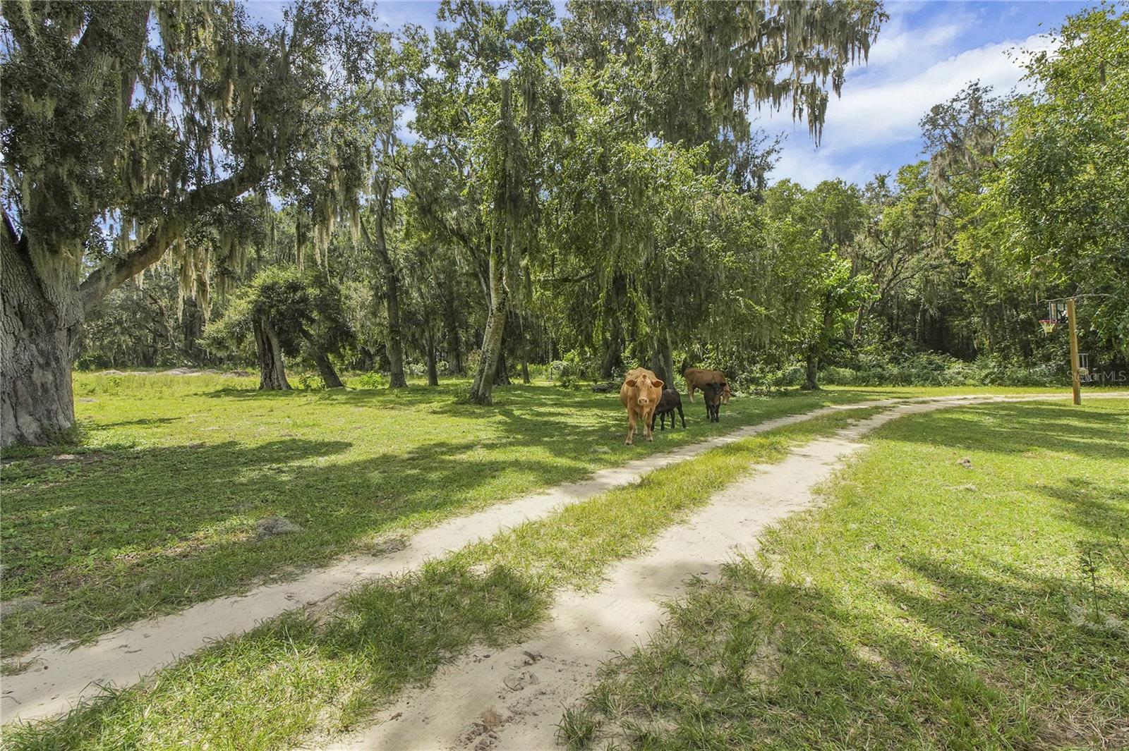Image 7 of 75 For 10757 County Road 223