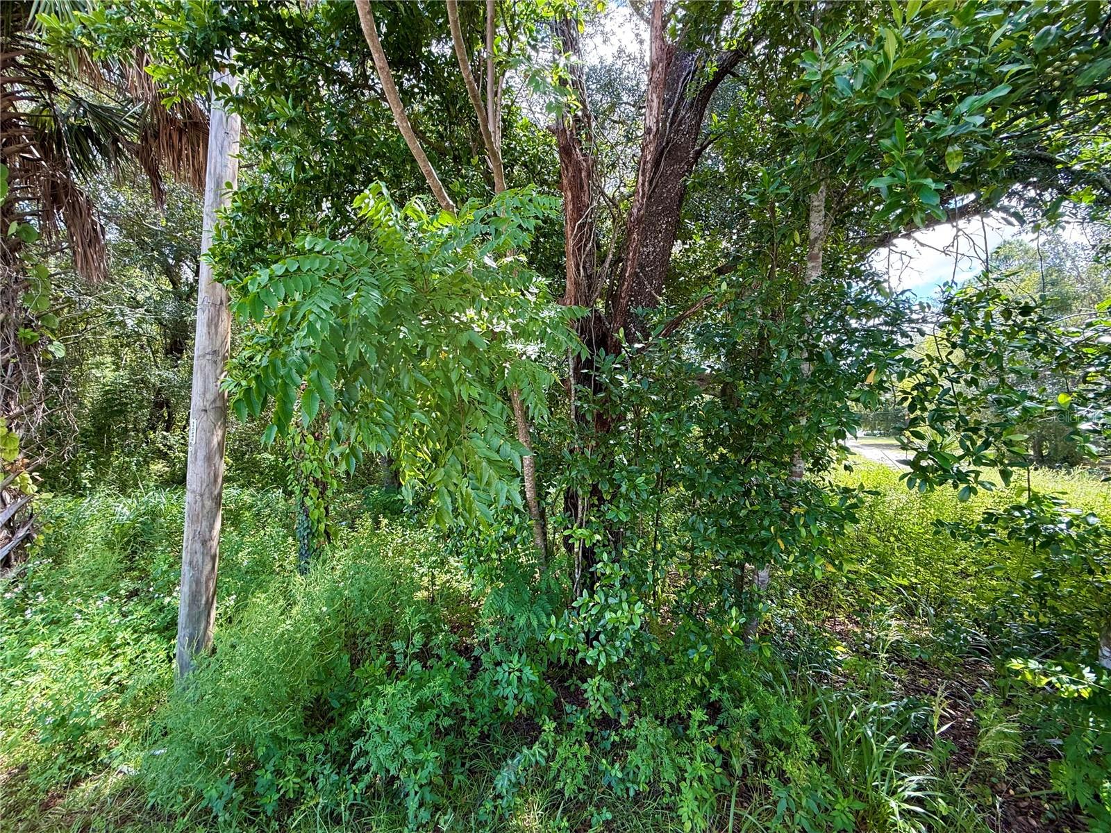 Image 11 of 16 For Lot 1 Palm Drive