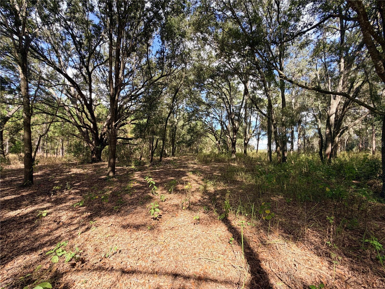 Image 18 of 21 For Bonsmara Drive