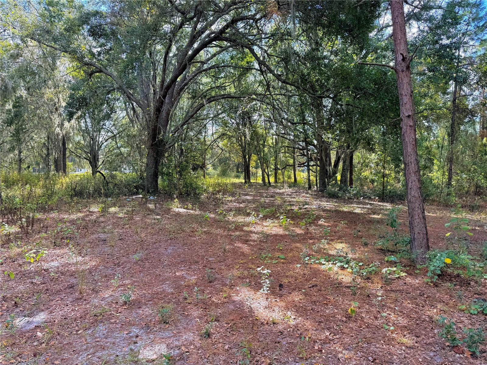 Image 19 of 21 For Bonsmara Drive