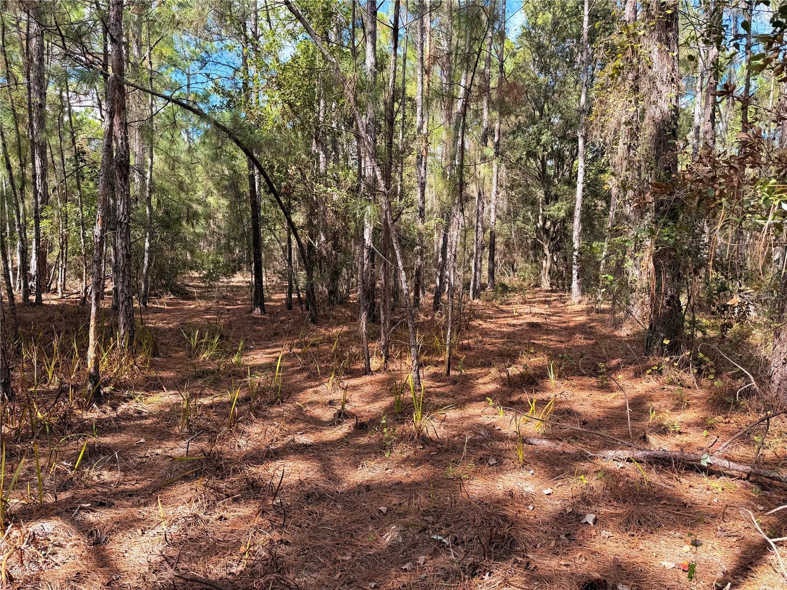 Image 20 of 21 For Bonsmara Drive