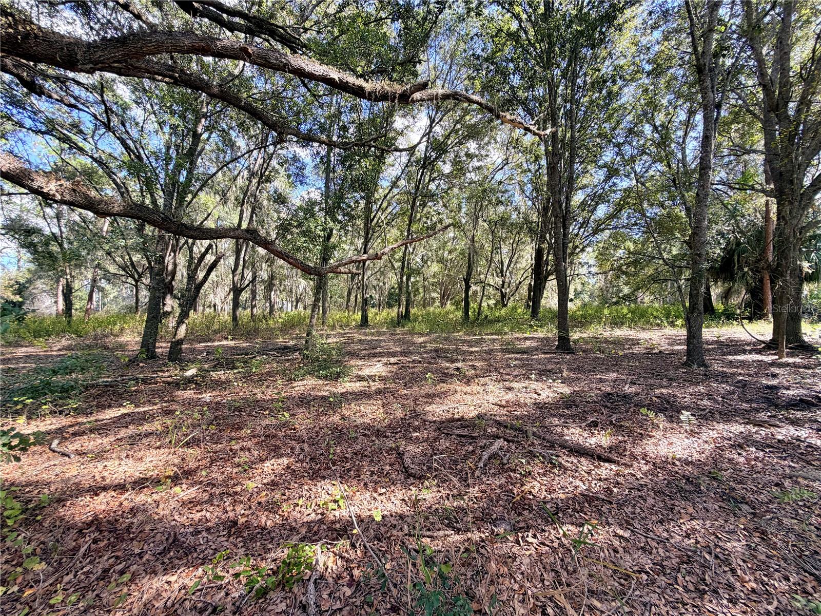 Image 21 of 21 For Bonsmara Drive