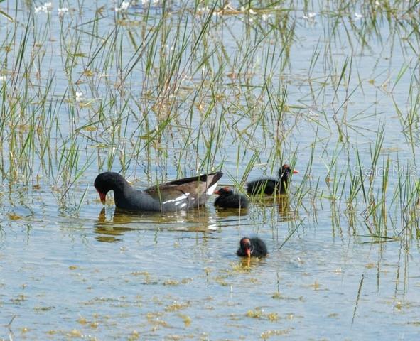 Image 10 of 46 For 9540 49th Terrace