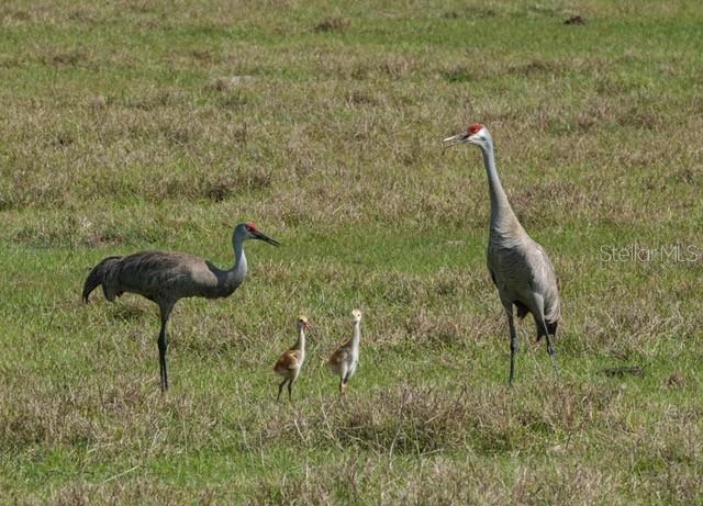 Image 43 of 46 For 9540 49th Terrace