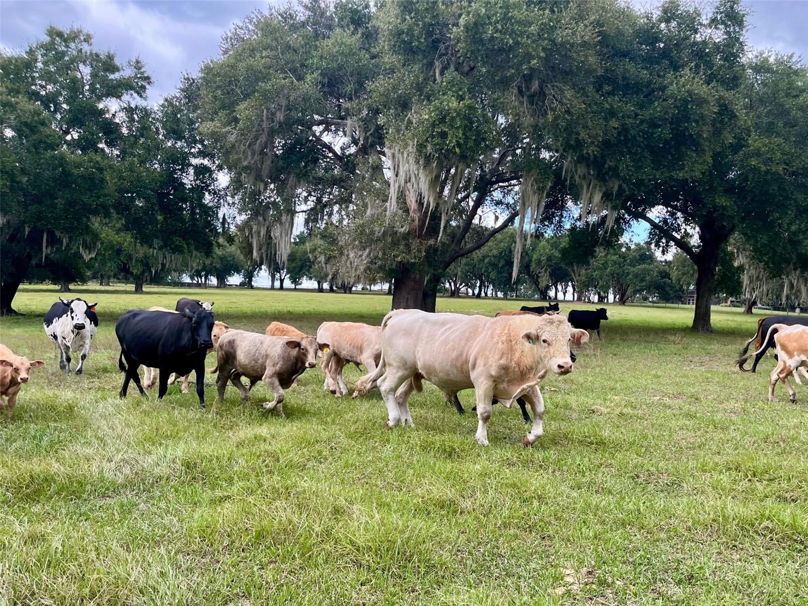 Image 14 of 59 For 8810 County Road 561